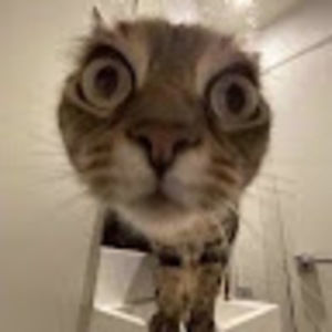 Meet your Posher, Dariya